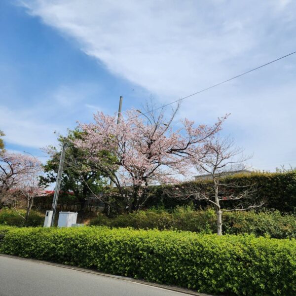サンコウホーム前桜